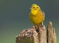 Yellowhammer on a pole Royalty Free Stock Photo