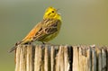 Yellowhammer on a pole Royalty Free Stock Photo