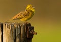 Yellowhammer on a pole Royalty Free Stock Photo