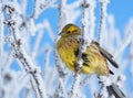 Yellowhammer on rimed branch of tree