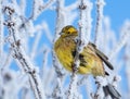 Yellowhammer on rimed branch of tree Royalty Free Stock Photo