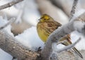 Yellowhammer on rimed branch of tree