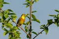 Yellowhammer singing