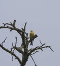 A yellowhammer sits on the branch of bare dry tree, blue sky background, copy space. Emberiza citrinella is a passerine Royalty Free Stock Photo