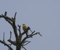 A yellowhammer sits on the branch of bare dry tree, blue sky background, copy space. Emberiza citrinella is a passerine Royalty Free Stock Photo