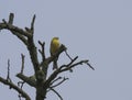 A yellowhammer sits on the branch of bare dry tree, blue sky background, copy space. Emberiza citrinella is a passerine Royalty Free Stock Photo