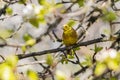 yellowhammer sits among the spring bloom Royalty Free Stock Photo