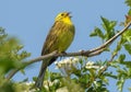 Yellowhammer Yellow Song Bird