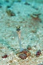 Yellowhead Jawfish Royalty Free Stock Photo