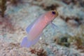 Yellowhead Jawfish Royalty Free Stock Photo