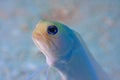 Yellowhead Jawfish Royalty Free Stock Photo