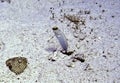 Yellowhead Jawfish Emerges from Burrow