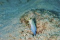 Yellowhead Jawfish hovering over it`s coral burrow Royalty Free Stock Photo