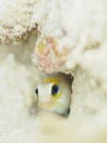 Yellowhead jawfish, Opistognathus aurifrons. CuraÃÂ§ao, Lesser Antilles, Caribbean Royalty Free Stock Photo