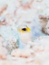 Yellowhead jawfish, Opistognathus aurifrons. CuraÃÂ§ao, Lesser Antilles, Caribbean Royalty Free Stock Photo