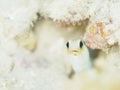 Yellowhead jawfish, Opistognathus aurifrons. CuraÃÂ§ao, Lesser Antilles, Caribbean Royalty Free Stock Photo