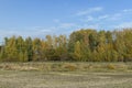 Yellowing birch foliage in October Royalty Free Stock Photo