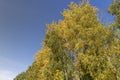 Yellowing birch foliage in October Royalty Free Stock Photo