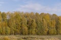 Yellowing birch foliage in October Royalty Free Stock Photo