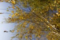 Yellowing birch foliage in October Royalty Free Stock Photo