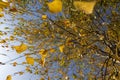 Yellowing birch foliage in October Royalty Free Stock Photo