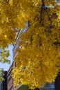 Yellowing Elm tree turning colors for the fall in Prescott, Arizona Royalty Free Stock Photo