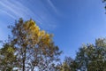 yellowing foliage on ash trees in autumn weather Royalty Free Stock Photo