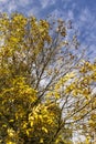 yellowing foliage on ash trees in autumn weather Royalty Free Stock Photo