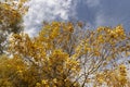 yellowing foliage on ash trees in autumn weather Royalty Free Stock Photo