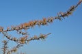 Yellowing larch in the Taimyr tundra. Royalty Free Stock Photo