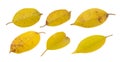 Yellowing leaf(banyan) on white