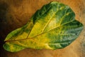 detached Fiddle Leaf Fig tree leaf turning yellow on a wooden table