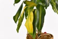 Yellowing leaf of tropical `Dracaena Massangeana` houseplant