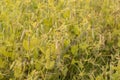 Yellowing pea pods in the field Royalty Free Stock Photo