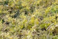 Yellowing pea pods in the field Royalty Free Stock Photo