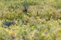 Yellowing pea pods in the field Royalty Free Stock Photo