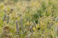 Yellowing pea pods in the field Royalty Free Stock Photo