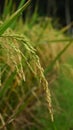 yellowing rice in the rice fields