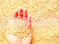 Yellowing Rice in Hand 01