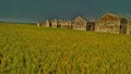 yellowing of rice, newly built houses for residents. Royalty Free Stock Photo