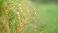 Yellowing rice plant against a blurry green background