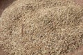 Yellowing rice seeds ready to be processed into rice Royalty Free Stock Photo