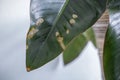 Yellowing spots on leaves on houseplant. Sick house plant. Dehydration plant by giving too little water