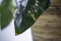 Yellowing spots on leaves on houseplant. Sick house plant. Dehydration plant by giving too little water