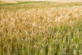 yellowing wheat in summer Royalty Free Stock Photo