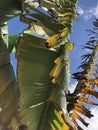 yellowing and wilt external symptoms caused by deadly disease Fusarium wilt Foc TR4 in banana