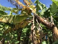 yellowing and wilt external symptoms caused by deadly disease Fusarium wilt Foc TR4 in banana