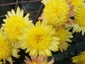 Yellowish beautiful flowers in small plant