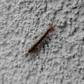 Yellowish centipede - Lithobius forficatus isolated Royalty Free Stock Photo