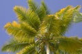 Yellowish Coconut Palm leaves Royalty Free Stock Photo